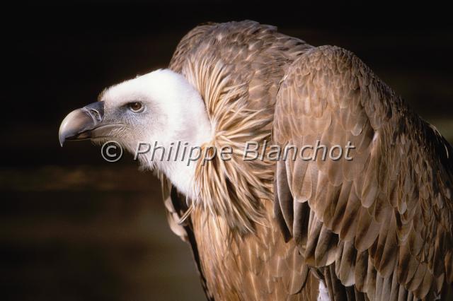 gyps fulvus.JPG - Vautour fauveGyps fulvusEurasian Griffon VultureAccipitridésEspagne